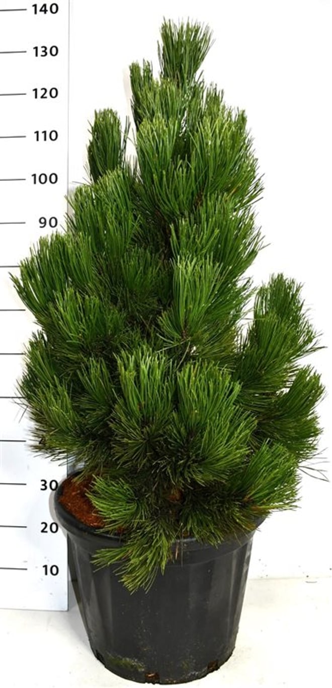 Pinus heldreichii 'Malinki' - C35 80-100 CM